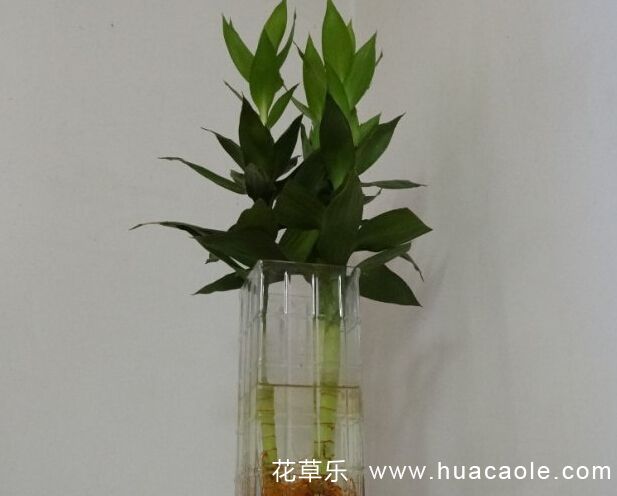 不同维生素——亚洲人成网站在线播放大全，揭秘生命活力的神秘密码