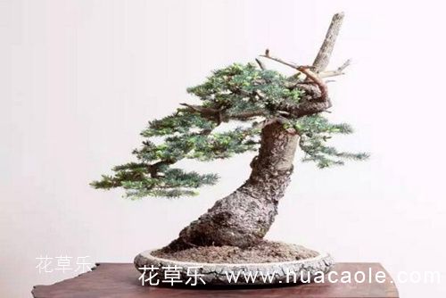 饮酒动漫图片宝典——国产hd老太婆中国老太60，一杯酒，一段故事，一幅生动的二次元世界